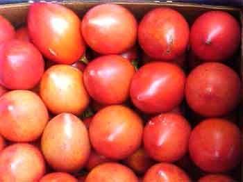 Capturas del perforador del fruto del tomate mediante trampas con atrayente sexual sintético en plantaciones de tomate de árbol en Aragua y Miranda, Venezuela - Image 13