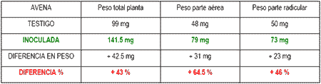 Inoculación del Cultivo de Avena ( Avena Sativa) con Azospirillum Brasilense - Image 1