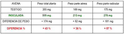 Inoculación del Cultivo de Avena ( Avena Sativa) con Azospirillum Brasilense - Image 4