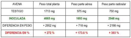 Inoculación del Cultivo de Avena ( Avena Sativa) con Azospirillum Brasilense - Image 7