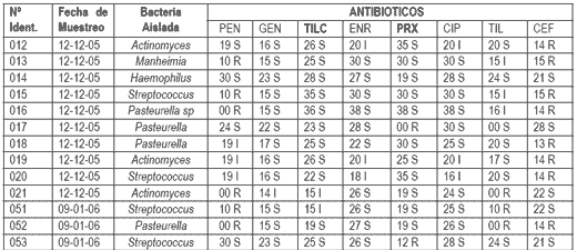 Evaluación comparativa de la efectividad antibiótica del Tylo – Combisone® (tilosina+gentamicina) y Proxifen® 23 L.A.(oxitetraciclina) contra cepas bacterianas causantes de enfermedad respiratoria en bovinos - Image 1