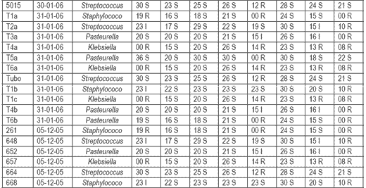 Evaluación comparativa de la efectividad antibiótica del Tylo – Combisone® (tilosina+gentamicina) y Proxifen® 23 L.A.(oxitetraciclina) contra cepas bacterianas causantes de enfermedad respiratoria en bovinos - Image 4