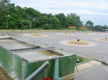 Tratamiento biológico de aguas residuales aplicable a la industria avícola - Image 5