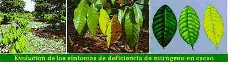 Deficiencias nutricionales y fertilización del cacao - Image 4