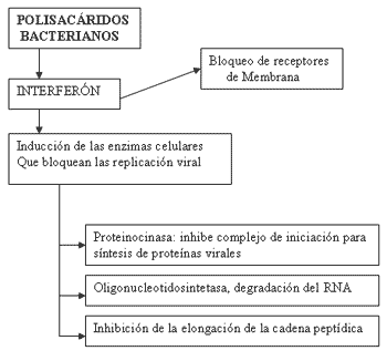 Polisacárido de escherichia coli, estafilococo, pseudomona y estreptococo - Image 1