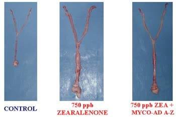  Evaluación de la eficacia de un filosilicato purificado comercial para reducir la toxicidad de la zearalenona en cerditas. - Image 2