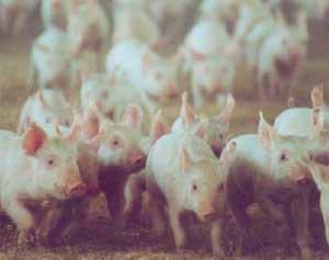 Cama Profunda en la producción porcina. Una alternativa a considerar - Image 6