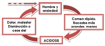 Alimentación y acidosis en el engorde a corral - Image 1