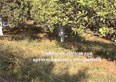 Sistemas de producción agroforestal de ultisoles del pie de monte de Cali. Aplicable a la zona andina - Image 22