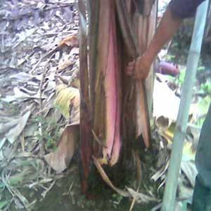 Avance de las enfermedades del: bsv, erwinia, mocus y cucumus virus en el cultivo de banano ecuatoriano - Image 1