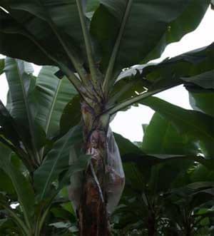 Avance de las enfermedades del: bsv, erwinia, mocus y cucumus virus en el cultivo de banano ecuatoriano - Image 2