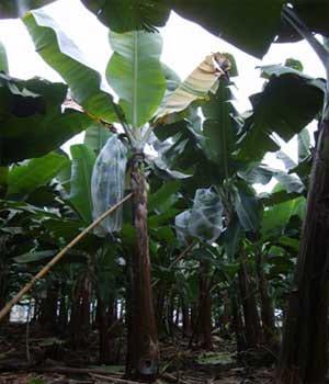 Avance de las enfermedades del: bsv, erwinia, mocus y cucumus virus en el cultivo de banano ecuatoriano - Image 3