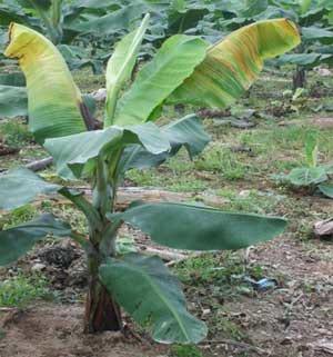 Avance de las enfermedades del: bsv, erwinia, mocus y cucumus virus en el cultivo de banano ecuatoriano - Image 5