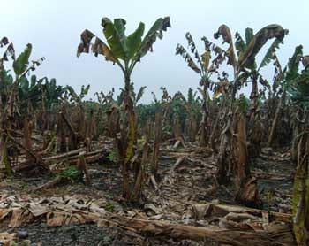 Avance de las enfermedades del: bsv, erwinia, mocus y cucumus virus en el cultivo de banano ecuatoriano - Image 7