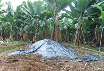 Avance de las enfermedades del: bsv, erwinia, mocus y cucumus virus en el cultivo de banano ecuatoriano - Image 8
