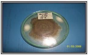 Efecto de las propiedades inhibitorias de mohos a escala de laboratorio de tres productos comerciales compuestos por sales derivados del acido propionico llamados fungitek dry, action y grain sobre los mohos presentes en el maíz (zea mays) - Image 6