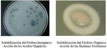 Bacterias Solubilizadoras de Fósforo - Image 1