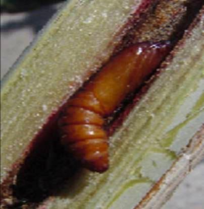 La mosca amazonica (metagonistylum minense) y el control de diatreae en caña de azucar, maiz, sorgo y arroz - Image 2