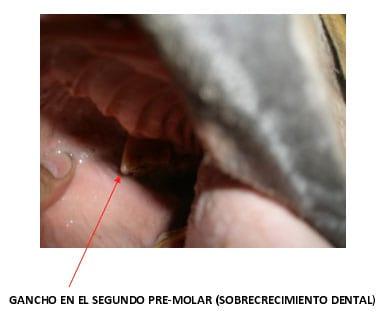 Enfermedades dentales frecuentes en los equinos - Image 1