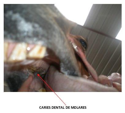 Enfermedades dentales frecuentes en los equinos - Image 3