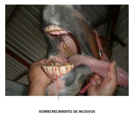Enfermedades dentales frecuentes en los equinos - Image 5