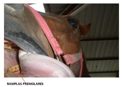 Enfermedades dentales frecuentes en los equinos - Image 6