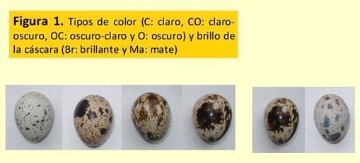 Características productivas y reproductivas de la codorniz (coturnix coturnix japónica) en la región central de Venezuela - Image 1