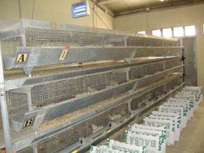 Efecto de la alimentación con materias grasas recicladas sobre parámetros productivos y el rendimiento a la canal de pollos de carne - Image 4