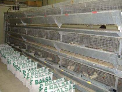 Efecto de la alimentación con materias grasas recicladas sobre parámetros productivos y el rendimiento a la canal de pollos de carne - Image 6
