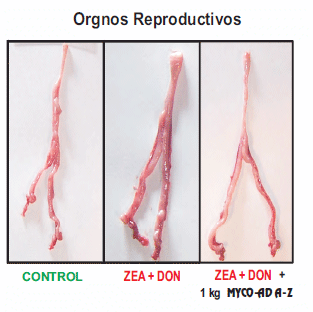 Organos Susceptibles - Clave en la eficacia de un adsorbente de micotoxinas - Image 7