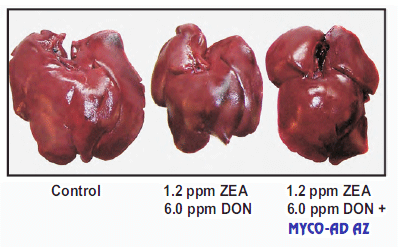 Organos Susceptibles - Clave en la eficacia de un adsorbente de micotoxinas - Image 1