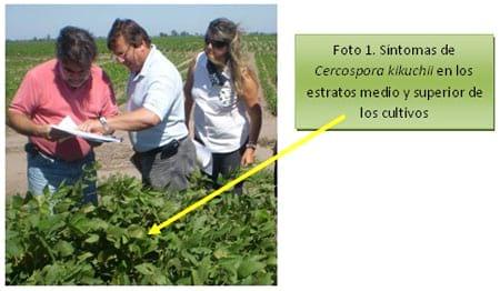 Avances en estudios patométricos de cultivares de soja - Image 1