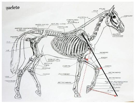 Analisis morfológico funcional equino. Ubicación anatomica del trapecio y concepto funcional. Segunda Parte - Image 7