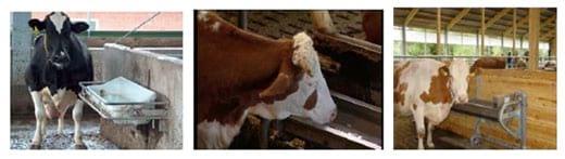 Ventajas al aplicar en granjas de vacuno de leche, Agua Electrolizada (Anolyte-ANK) - Image 1