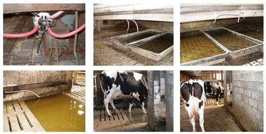Ventajas al aplicar en granjas de vacuno de leche, Agua Electrolizada (Anolyte-ANK) - Image 3