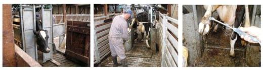 Ventajas al aplicar en granjas de vacuno de leche, Agua Electrolizada (Anolyte-ANK) - Image 4