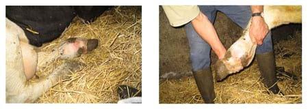 Ventajas al aplicar en granjas de vacuno de leche, Agua Electrolizada (Anolyte-ANK) - Image 5
