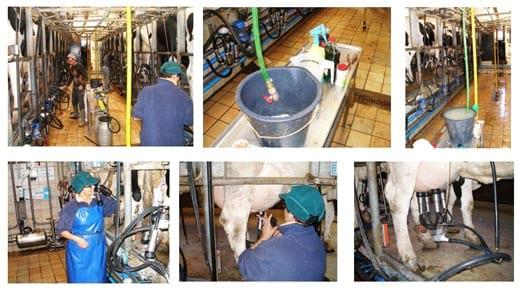 Ventajas al aplicar en granjas de vacuno de leche, Agua Electrolizada (Anolyte-ANK) - Image 6