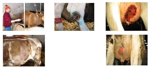 Ventajas al aplicar en granjas de vacuno de leche, Agua Electrolizada (Anolyte-ANK) - Image 7