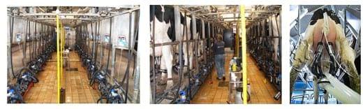 Ventajas al aplicar en granjas de vacuno de leche, Agua Electrolizada (Anolyte-ANK) - Image 9
