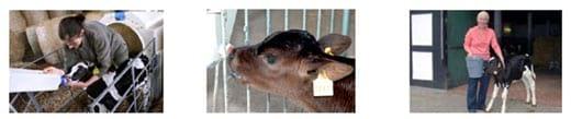 Ventajas al aplicar en granjas de vacuno de leche, Agua Electrolizada (Anolyte-ANK) - Image 13