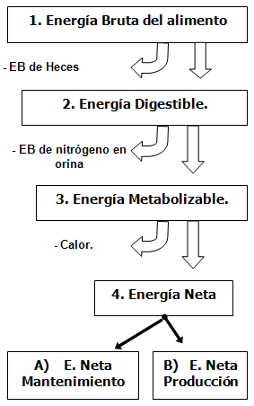 Formulación moderna y energía neta - Image 7