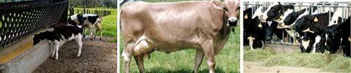 Alimentos para vacas lecheras - Image 2