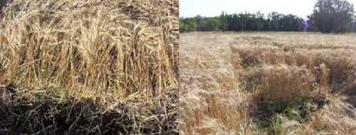 Diferentes estrategias de fertilización nitrogenada y su interacción con la aplicación de un fungicida sobre el rendimiento y el porcentaje de proteína en grano en el cultivo de trigo - Image 22