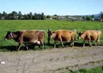 Bienestar animal en ganado lechero. El consumidor actual solicita reglas mínimas internacionales sobre el bienestar animal - Image 5