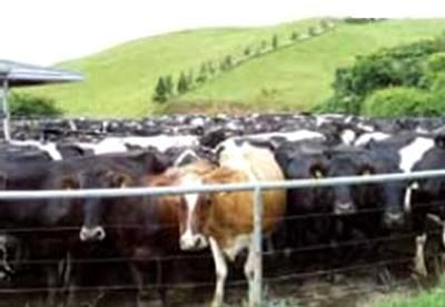 Bienestar animal en ganado lechero. El consumidor actual solicita reglas mínimas internacionales sobre el bienestar animal - Image 4