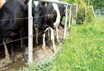 Bienestar animal en ganado lechero. El consumidor actual solicita reglas mínimas internacionales sobre el bienestar animal - Image 7