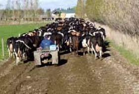 Bienestar animal en ganado lechero. El consumidor actual solicita reglas mínimas internacionales sobre el bienestar animal - Image 8