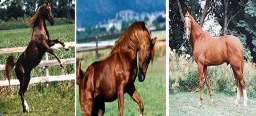 Pelajes y colores de los caballos, pongámonos de acuerdo e identifiquémoslos correctamente - Image 3