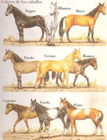 Pelajes y colores de los caballos, pongámonos de acuerdo e identifiquémoslos correctamente - Image 13